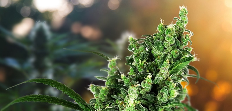 Premium Marijuana Seeds: Everything You Need To Know