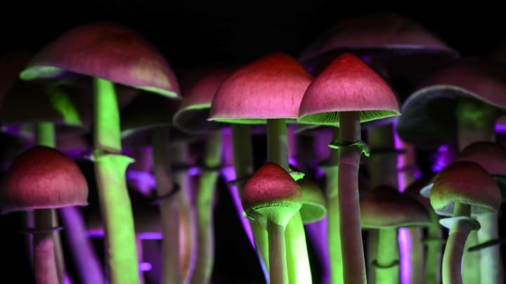 How to prepare for your first psychedelic mushroom trip