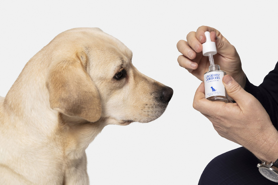 CBD And Ageing Dogs – How CBD Can Help Your Aged Dog with The Underlying Issues  