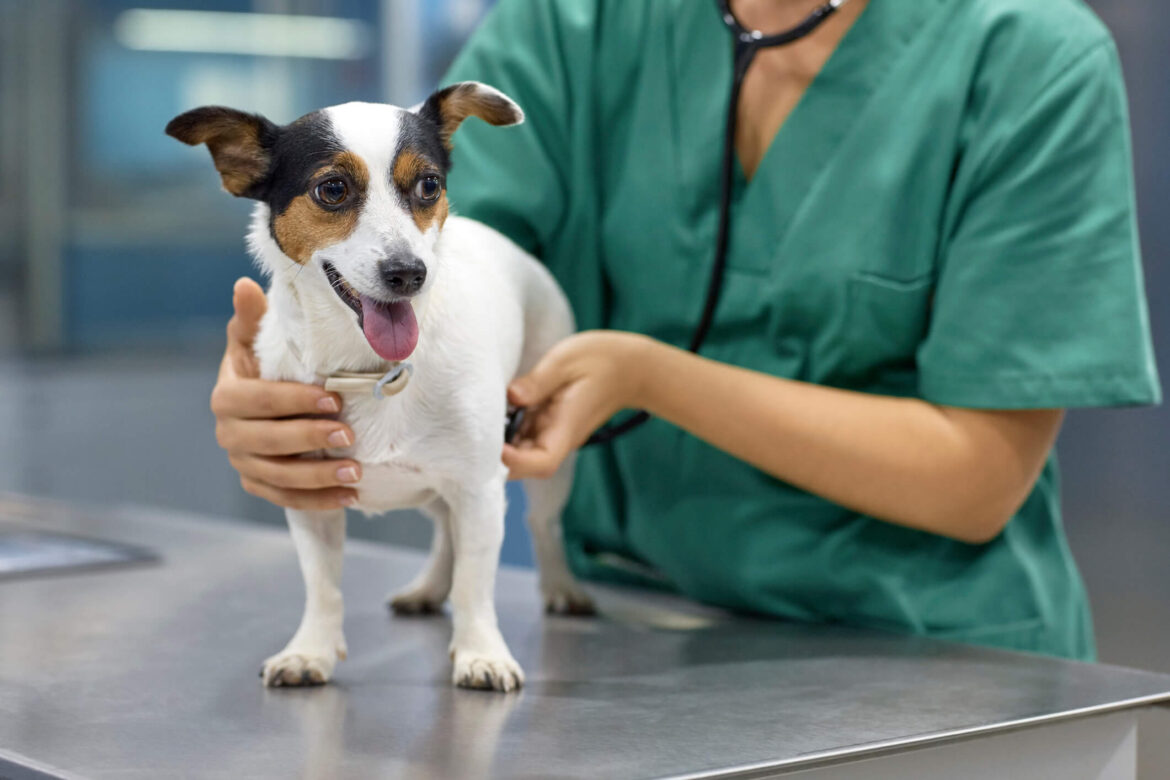 Medical Negligence in Veterinary